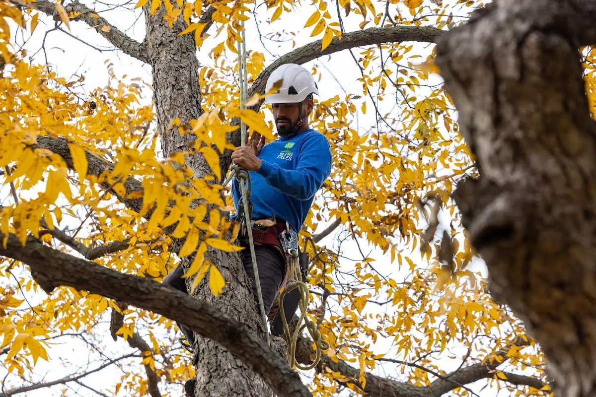 Skilled Tree Planing crew working in Monteview