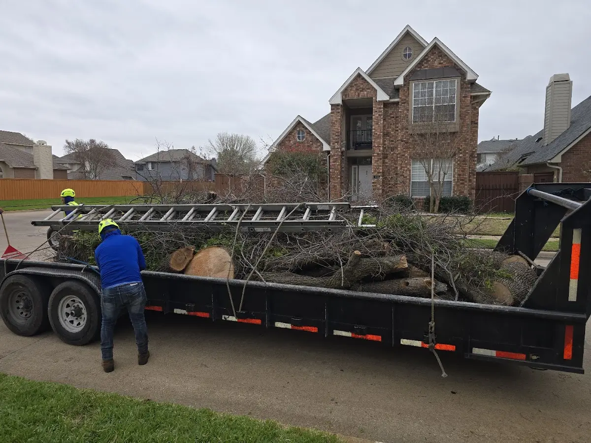 Expert Tree Fertilization with proper safety equipment in Monteview